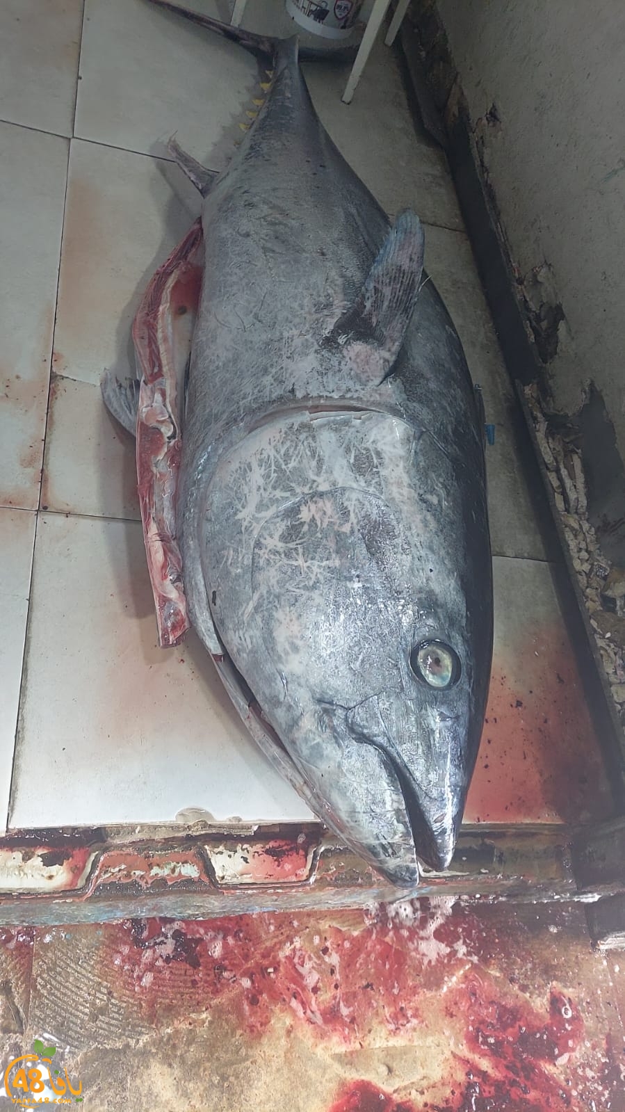  فيديو: اصطياد سمكة تونة كبيرة قبالة شواطئ يافا 